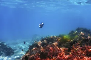Underwater landscape reef with algae