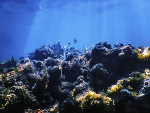 Underwater landscape reef with algae