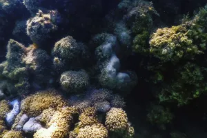 Underwater landscape reef with algae