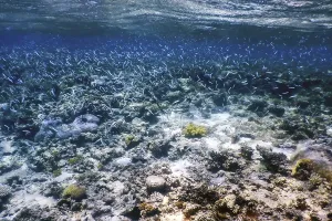 Underwater landscape reef with algae