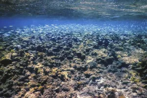 Underwater landscape reef with algae