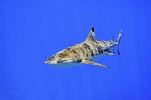Underwater photo of blacktip reef shark (Carcharhinus melanopterus)