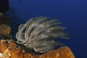 Framed Print : Underwater photo of Bushy feather star