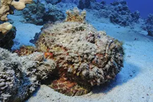 Underwater photo of camouflage behaviour mimesis of large stonefish (Synanceia verrucosa)