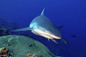 Framed Print : Underwater photo close-up of Grey reef shark (Carcharhinus amblyrhynchos)