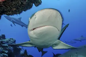 Framed Print : Underwater photo close-up of large Grey reef shark (Carcharhinus amblyrhynchos)