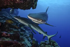 Framed Print : Underwater photo Close-up of two specimens Grey reef shark (Carcharhinus amblyrhynchos)