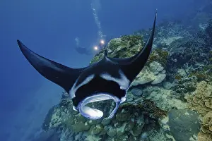 Underwater photo of coastal reef manta ray (Mobula alfredi)