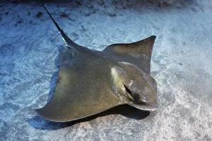Underwater photo of Common eagle ray (Myliobatis aquila) swimming over sandy seabed seabed