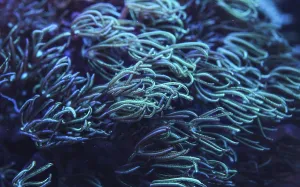 Underwater photo - coral with tentacles emitting blue under UV light