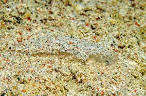 Underwater photo Extreme close-up of very small juvenile flatfish Butt (Bothus)