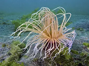 Underwater photo of a filigree cylinder rose (Cerianthus filiformis) with spreading tentacles