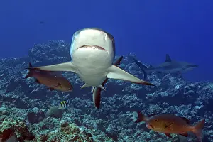 Underwater photo of Grey reef shark (Carcharhinus amblyrhynchos)