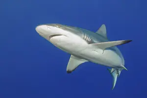 Underwater photo of Grey reef shark (Carcharhinus amblyrhynchos)