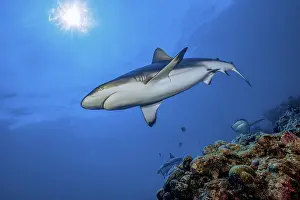 Underwater photo of Grey reef shark (Carcharhinus amblyrhynchos)