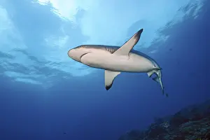 Underwater photo of Grey reef shark (Carcharhinus amblyrhynchos) swimming over reef edge edge of tropical coral reef