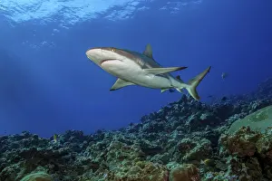 Underwater photo of large adult female Grey reef shark (Carcharhinus amblyrhynchos)
