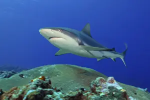 Underwater photo of large adult female Grey reef shark (Carcharhinus amblyrhynchos)