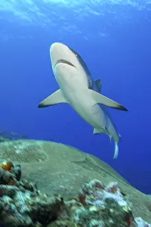 Underwater photo of large adult female Grey reef shark (Carcharhinus amblyrhynchos)