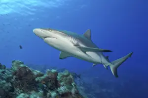 Underwater photo of Large female Grey reef shark in fast motion swimming quickly through blue water sea over tropical