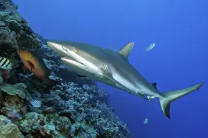 Underwater photo of large specimen of great Grey reef shark (Carcharhinus amblyrhynchos)
