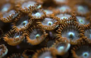 Underwater photo - orange flower like soft corals