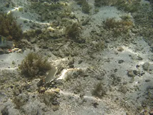 Underwater pictures, Pisces, Ilha Grande