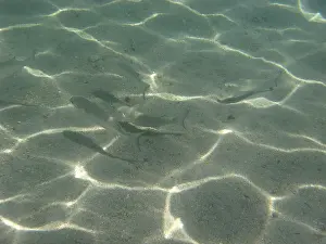 Underwater pictures, Pisces, Ilha Grande