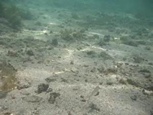 Underwater pictures, Pisces, Ilha Grande
