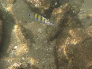 Underwater pictures, Pisces, Ilha Grande