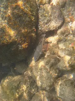 Underwater pictures, Pisces, Ilha Grande