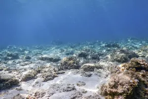 Underwater Scene Sunlight, Underwater Life
