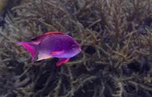 Underwater scenery showing a purple coral fish in natural ambiance
