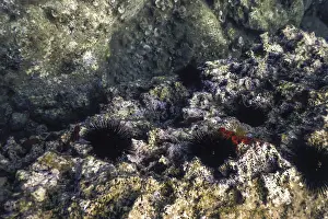 Underwater Sea Urchins on a Rock