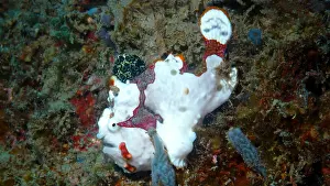 Framed Print : Underwater shot of a colorful underwater animal on a reef