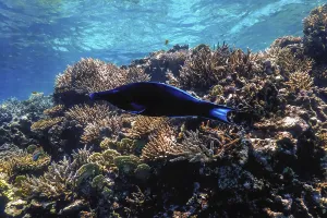 Underwater view of the coral reef