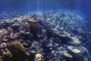Underwater view of the coral reef