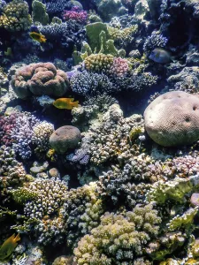 Underwater view of the coral reef
