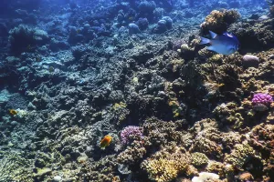 Underwater view of the coral reef