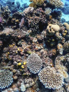 Underwater view of the coral reef