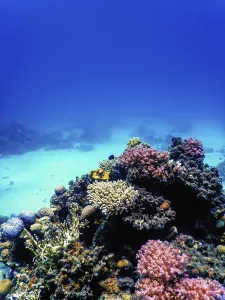 Underwater view of the coral reef