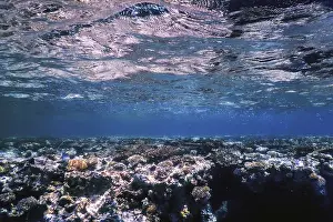 Underwater view of the coral reef