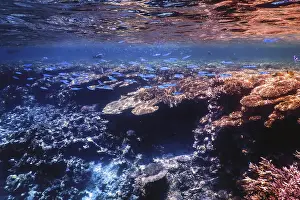 Underwater view of the coral reef