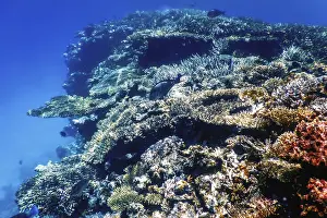 Underwater view of the coral reef