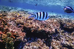 Underwater view of the coral reef