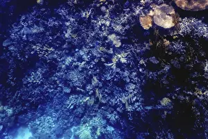 Underwater view of the coral reef