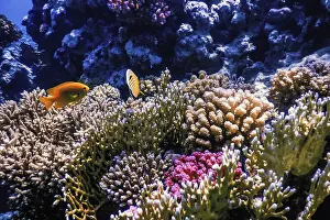 Underwater view of the coral reef