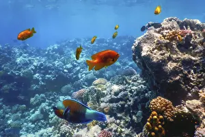 Underwater view of the coral reef