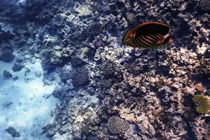 Underwater view of the coral reef