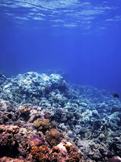 Underwater view of the coral reef